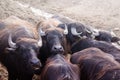 Cape Buffalo Herd on the background of red soil. Horizontal with copy space for text and design about cattle and nowt.