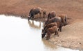 Cape Buffalo herd [syncerus caffer] drinking at a waterhole in Africa Royalty Free Stock Photo