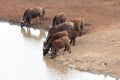 Cape Buffalo herd [syncerus caffer] drinking at a waterhole in Africa Royalty Free Stock Photo