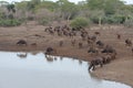 Cape Buffalo herd [syncerus caffer] drinking at a waterhole in Africa Royalty Free Stock Photo