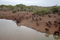 Cape Buffalo herd [syncerus caffer] drinking at a waterhole in Africa Royalty Free Stock Photo
