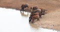 Cape Buffalo herd [syncerus caffer] drinking at a waterhole in Africa Royalty Free Stock Photo