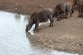 Cape Buffalo herd [syncerus caffer] drinking at a waterhole in Africa Royalty Free Stock Photo