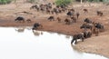 Cape Buffalo herd [syncerus caffer] drinking at a waterhole in Africa Royalty Free Stock Photo
