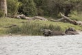 Cape buffalo, Kazinga Channel, Queen Elizabeth National Park, Uganda, Africa