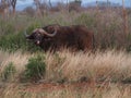 Cape buffalo