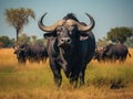 Ai Generated illustration Wildlife Concept of cape buffalo Royalty Free Stock Photo