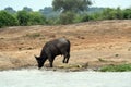 Cape buffalo and a Nile crocodile, Queen Elizabeth National Park, Uganda Royalty Free Stock Photo