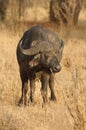 Cape buffalo with an open wound in its side