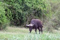 Cape buffalo, Queen Elizabeth National Park, Uganda Royalty Free Stock Photo