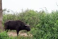 Cape buffalo, Queen Elizabeth National Park, Uganda Royalty Free Stock Photo