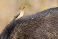 Cape buffalo with red-billed ox-pecker looking for insects