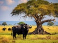 Cape Buffalo on the Savanna