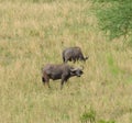 Pair of Cape Buffalo in Tanzania