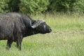 Cape Buffalo seen at masai Mara Game Reserve,Kenya