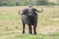 Cape Buffalo in Serengeti National Park Tanzania - bird on head Royalty Free Stock Photo