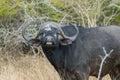 Cape buffalo, South Africa Royalty Free Stock Photo