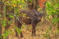 Cape buffalo South Africa Royalty Free Stock Photo