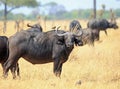 Cape Buffalo standing on the African Plains with a herd in the distance Royalty Free Stock Photo