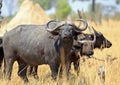 Cape Buffalo Standing on the African Plains looking directly into camera with nice bright light, Hwange