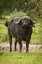 Cape buffalo stands facing camera with oxpecker Royalty Free Stock Photo