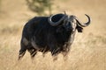 Cape buffalo stands with oxpecker on head Royalty Free Stock Photo