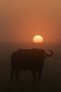 Cape buffalo stands in silhouette at dawn Royalty Free Stock Photo