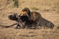 Cape buffalo struggles with two male lions Royalty Free Stock Photo