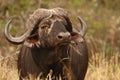 Cape Buffalo (Syncerus caffer) Royalty Free Stock Photo