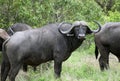Cape Buffalo (Syncerus caffer)big bull, Kruger National Park,