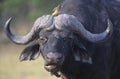 Cape Buffalo (Syncerus Caffer) with bird on head close-up