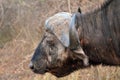 Cape buffalo (Syncerus caffer) Royalty Free Stock Photo