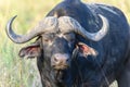 A cape buffalo Syncerus caffer with red-billed oxpecker Buphagus erythrorhynchus Royalty Free Stock Photo