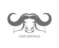 Cape buffalo