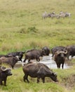 Cape Buffalo at a waterhole