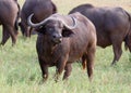 Cape Buffalo wild in Africa Royalty Free Stock Photo