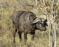 Cape Buffalo - Wildlife of The Great Lumpopo Transfrontier Park
