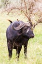 Cape buffalo and Yellow-billed oxpecker in Serengeti National Park, Tanzania Royalty Free Stock Photo