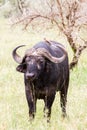 Cape buffalo and Yellow-billed oxpecker in Serengeti National Park, Tanzania Royalty Free Stock Photo