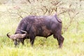 Cape buffalo and Yellow-billed oxpecker in Serengeti National Park, Tanzania Royalty Free Stock Photo