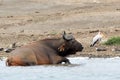 Cape buffalo and yellow-billed stork, Queen Elizabeth National Park, Uganda Royalty Free Stock Photo