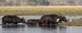Cape buffaloes crossing river Royalty Free Stock Photo