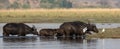 Cape buffaloes crossing river
