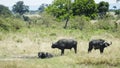 Cape buffaloes in mud, Maasai Mara National Reserve, Kenya Royalty Free Stock Photo