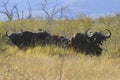 Cape Buffalos Royalty Free Stock Photo