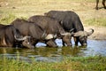 Four cape buffalos drinking water from a waterhole Royalty Free Stock Photo