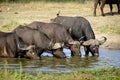 Four cape buffalos drinking water from a waterhole Royalty Free Stock Photo