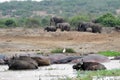 Cape buffalos and elephants, Queen Elizabeth National Park, Uganda