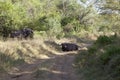 Cape Buffalos in Kenya