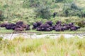 Cape buffalos in Ngorongoro Conservation Area NCA